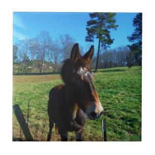 Azulejo De Cerámica Muela marrón y blanca