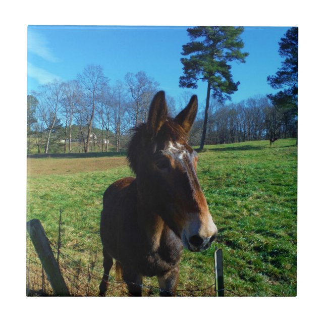 Azulejo De Cerámica Muela marrón y blanca (Frente)