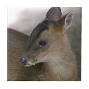 Azulejo De Cerámica Muntjac pequeño