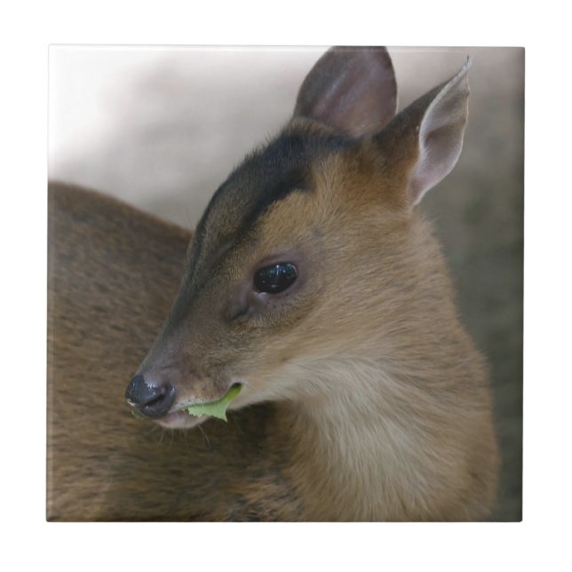 Azulejo De Cerámica Muntjac pequeño (Frente)