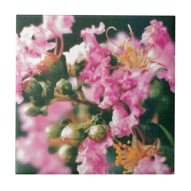 Azulejo De Cerámica Myrtle Crepe Rosa (Frente)