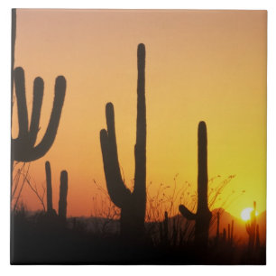 Azulejo De Cerámica N.A., EE. UU., AZ, Saguaro NP, Atardecer de Saguar