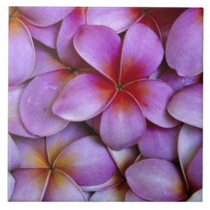 Azulejo De Cerámica N.A., EE. UU., Maui, Hawái. Flores de plumeria ros