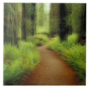 Azulejo De Cerámica NA, EE.UU., California, Jedediah Smith Redwood