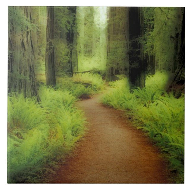 Azulejo De Cerámica NA, EE.UU., California, Jedediah Smith Redwood (Frente)