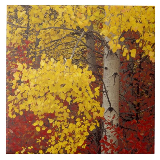 Azulejo De Cerámica NA, EE.UU., Washington, Wenatchee National Forest. (Frente)