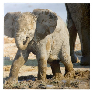 Azulejo De Cerámica Namibia, África: Elefante africano bebé