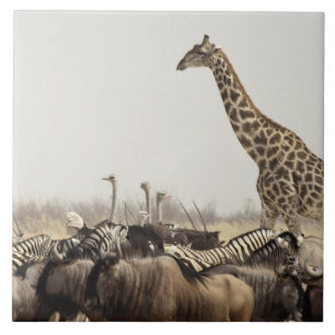 Azulejo De Cerámica Namibia, Parque Nacional Etosha. Una jirafa solita