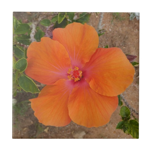 Azulejo De Cerámica Naranja Hibiscus (Frente)