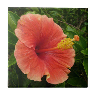Azulejo De Cerámica Naranja Hibiscus Flower Tropical Floral