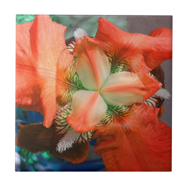 Azulejo De Cerámica Naranja Iris Flower Tile (Frente)