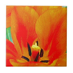 Azulejo De Cerámica Naranja Tulip