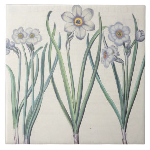 Azulejo De Cerámica Narcisos: purpureus del medio del maximus