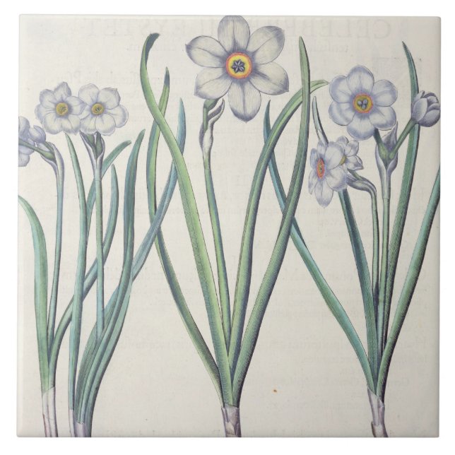 Azulejo De Cerámica Narcisos: purpureus del medio del maximus (Frente)