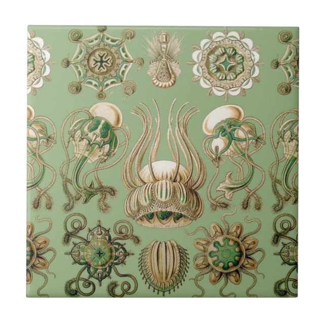 Azulejo De Cerámica Narcomedusae de Ernst Haeckel (Frente)