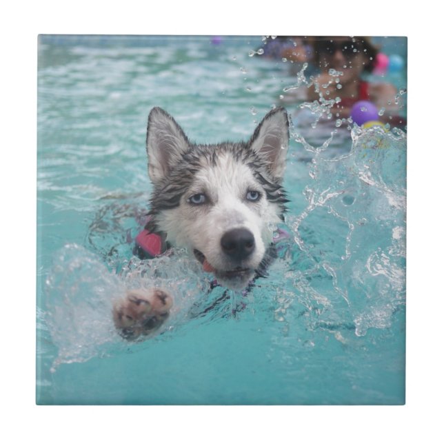 Azulejo De Cerámica Natación linda del perro en piscina (Frente)