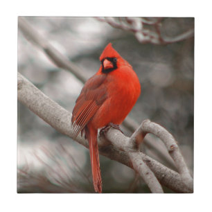 Azulejo De Cerámica Naturaleza