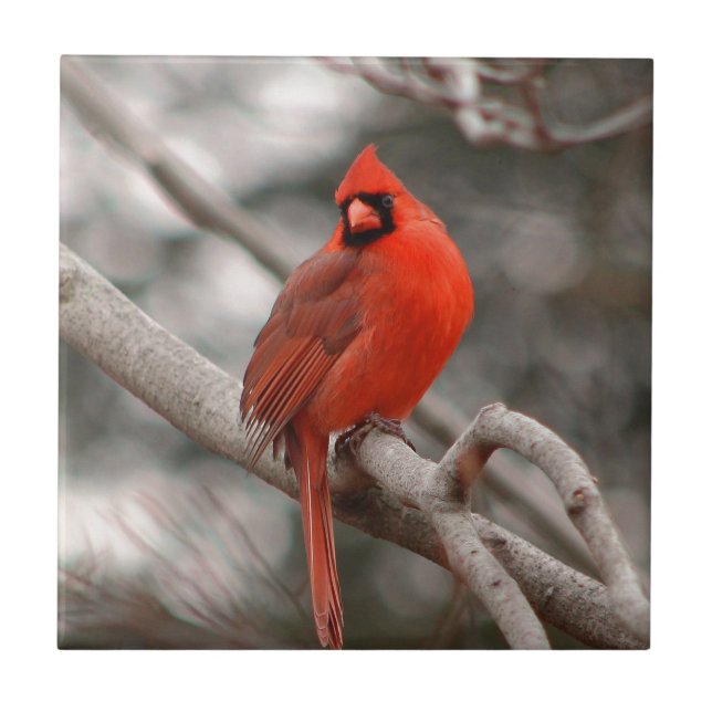 Azulejo De Cerámica Naturaleza (Frente)