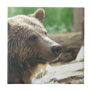 Azulejo De Cerámica Naturaleza Adorable Cuidadosa Oso Animal Cara Ojos