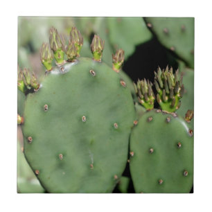 Azulejo De Cerámica Naturaleza de los cactus espinosos