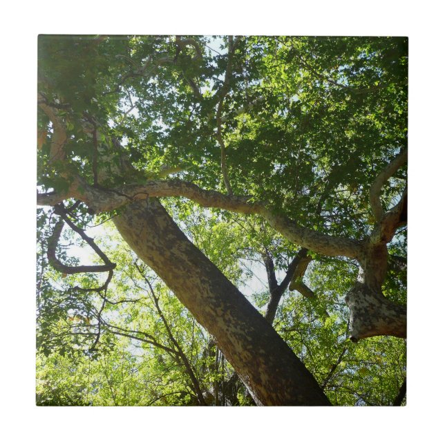 Azulejo De Cerámica Naturaleza verde del árbol de Sycamore (Frente)