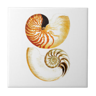 Azulejo De Cerámica Nautilus Shell Seashell n.º 8 Beach Decour Art