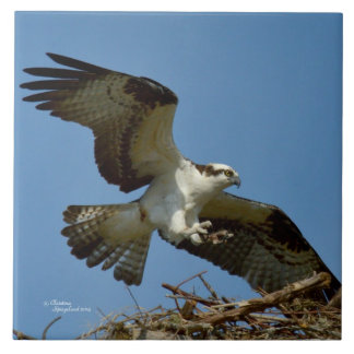Azulejo De Cerámica Nilo de aterrizaje Osprey hawk