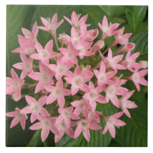 Azulejo De Cerámica Nilo de flores tropicales rosadas de bonito