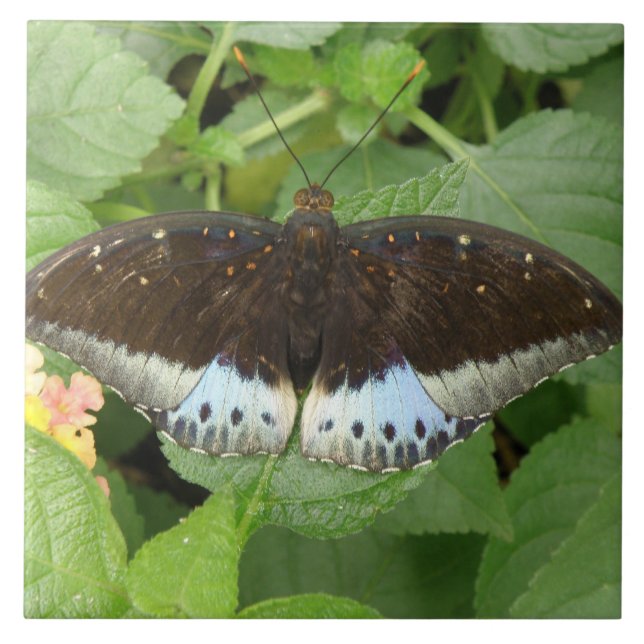 Azulejo De Cerámica Nilo de mariposa tropical bonito (Frente)