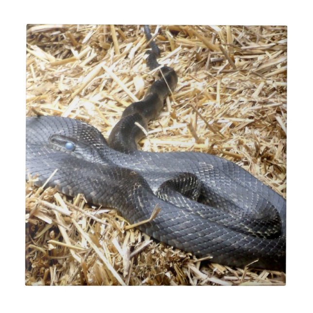 Azulejo De Cerámica Nilo de serpiente de Racer Negro (Frente)