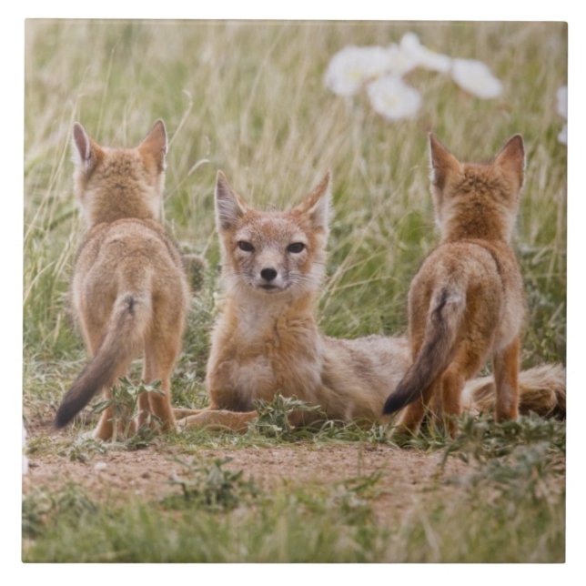 Azulejo De Cerámica Niña de Swift Fox (Vulpes velox) con (Frente)