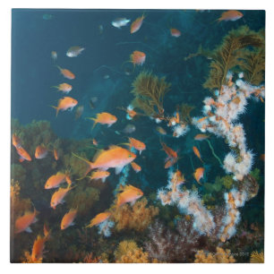 Azulejo De Cerámica Nishiizumachi, prefectura de Shizuoka, Japón 2