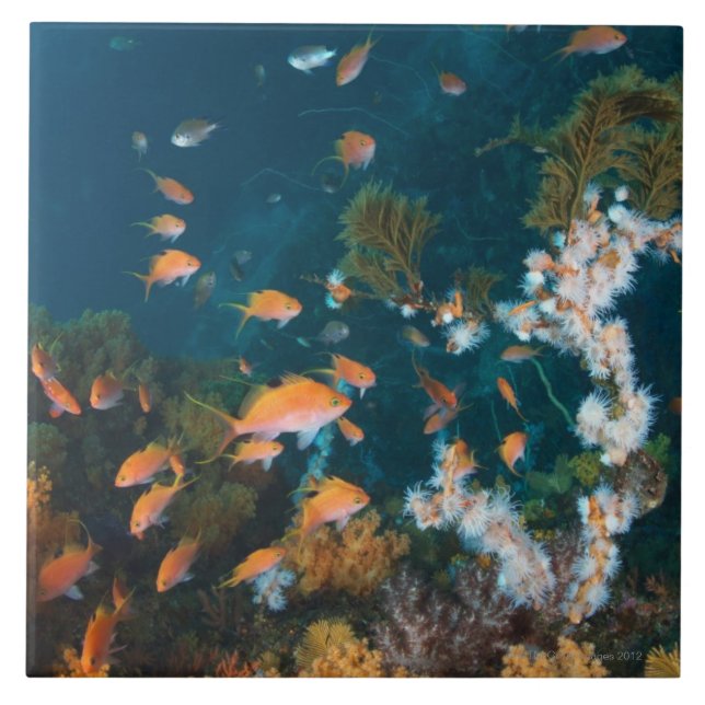 Azulejo De Cerámica Nishiizumachi, prefectura de Shizuoka, Japón 2 (Frente)