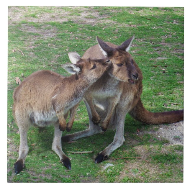Azulejo De Cerámica No es ahora Skippy (Frente)