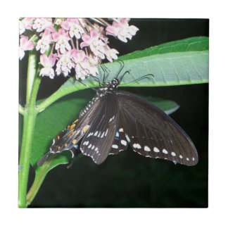 Azulejo De Cerámica Noche mariposa cola negra en Shenandoah