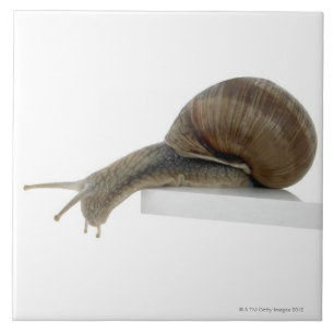 Azulejo De Cerámica Normalsnail