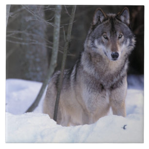 Azulejo De Cerámica Norteamérica, Canadá, Canadá Oriental, Lobo gris
