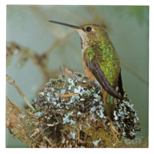 Azulejo De Cerámica Norteamérica, EE. UU., Alaska. Colibrí rufo