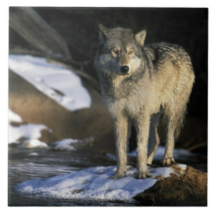 Azulejo De Cerámica Norteamérica, EE. UU., Minnesota. Lobo (Canis