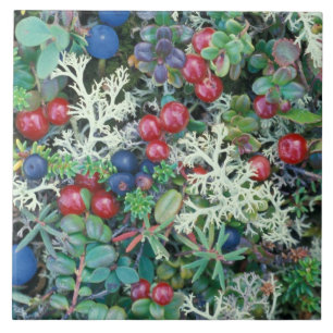 Azulejo De Cerámica Norteamérica, Estados Unidos, Alaska, Paisaje, bay