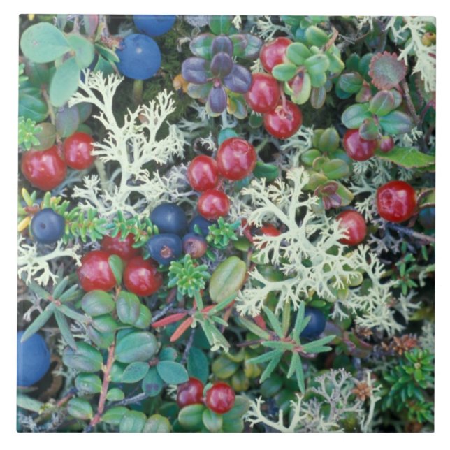 Azulejo De Cerámica Norteamérica, Estados Unidos, Alaska, Paisaje, bay (Frente)