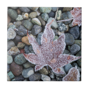 Azulejo De Cerámica Nosotros, Wa, Isla Bainbridge. Temprano por la ma