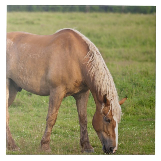 Azulejo De Cerámica Nueva Brunswick, Canadá. Caballo en el campo. (Frente)