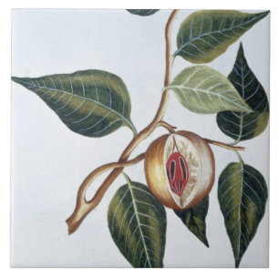 Azulejo De Cerámica Nuez moscada moscada, placa 7, de la 'colección