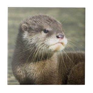 Azulejo De Cerámica Nutria linda del bebé
