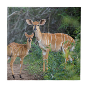 Azulejo De Cerámica Nyala (Tragelaphus Angazii) con cría, Ndumo
