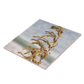 Azulejo De Cerámica Oats marinos, brisa marina