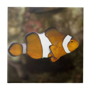 Azulejo De Cerámica Ocellaris Clowfish