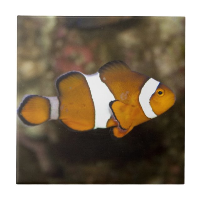 Azulejo De Cerámica Ocellaris Clowfish (Frente)