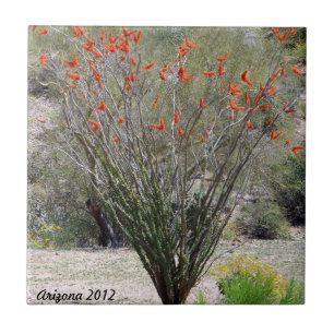 Azulejo De Cerámica Ocotillo de Arizona
